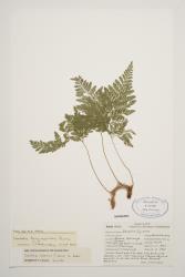 Davallia trichomanoides. Herbarium specimen from Hokianga Harbour, WELT P015795, showing finely dissected sterile fronds.
 Image: J.R.A. Wilson-Davey © Te Papa  CC BY-NC 3.0 NZ